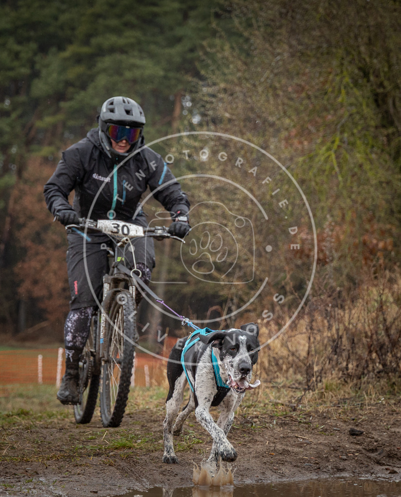 0L8A8937 | Hundefotografie, Tierfotograf, Pfotenfotografie, Fotoshooting Hund, Hunde Portrait, Hundesport, Hundeportraits, Heideshooting, Hunde, Sportfotograf, Hundefotograf, Turnierhundsport, THS,  - Realisiert mit Pictrs.com