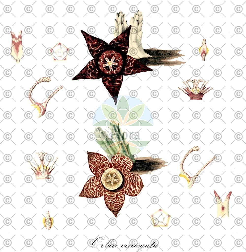 HistAbb_wfo-0000210031_1_ENZY_Simple | Historische Abbildung von Orbea variegata - Apocynaceae | Historical Illustration of Orbea variegata - Apocynaceae