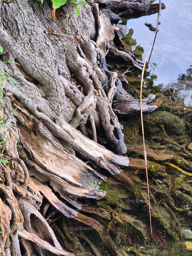 Wurzelwerk am Seeufer | Dieser Shop bietet Fotos und Videos aus den Bereichen Fallschirmspringen, Landschaft und Luftbild - Realizzato con Pictrs.com