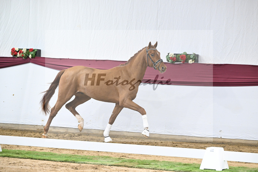 Kat-Nr. 19 My Blue Hors Santiano x Franklin_Denise Meier_47250538 | hf-fotografie - Realisiert mit Pictrs.com