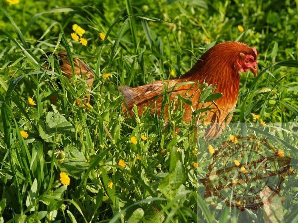 Brown hen foraging in green grass and wildflowers | Brown hen pecking for food among green grass and small yellow wildflowers - Realisiert mit Pictrs.com