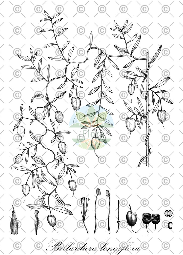 HistAbb_wfo-0000341252_1_ENZY_Simple | Historische Abbildung von Billardiera longiflora - Pittosporaceae | Historical Illustration of Billardiera longiflora - Pittosporaceae