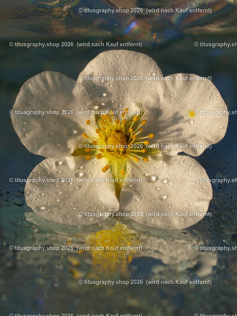 titusgraphy_P9221380-vz-ln | titusgraphy-shop: Geschenkideen mit Qualitätsfotos. titusgraphy-shop: gift ideas with quality photos. titusgraphy-shop: idées cadeaux avec photos de qualité.  - Realisiert mit Pictrs.com