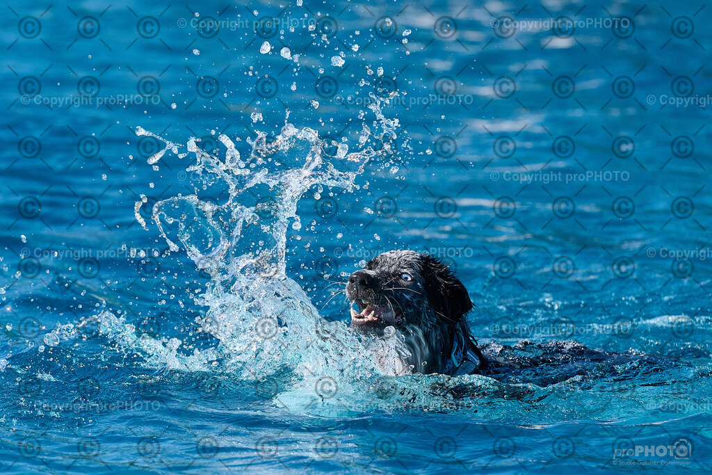 027_202509_4Hundebadetag_NZ9_2119 | proPHOTO - Realisiert mit Pictrs.com