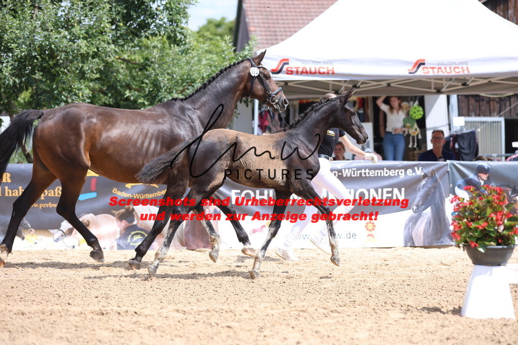 Fohlenschau_Schwäbisch_Hall_dressurbetonte_Fohlen_KN 10_7 | lmwpictures - Realisiert mit Pictrs.com