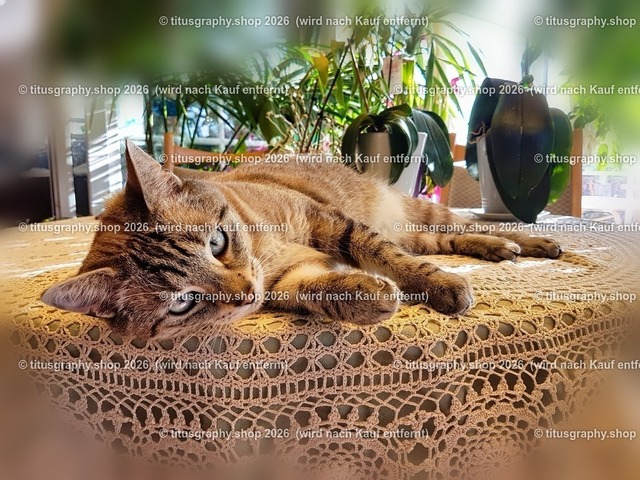 Minou 110 | titusgraphy.eu präsentiert anspruchsvolle Katzenfotos in verschiedenen Variationen.  - Realisiert mit Pictrs.com