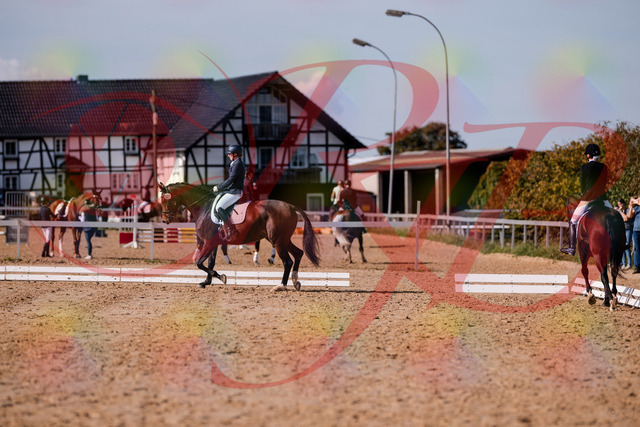 2026_10_03_Siefer-Hof_125436_Z81_42406381 | Professionelle Reitsport-, Turnier- und Eventfotografie von Robert Broda. Galerien mit ausgewählten und bearbeiteten Bildern direkt online ansehen und bestellen.
