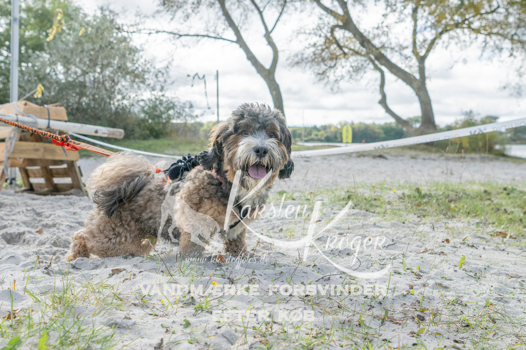 1233_ZZ91848 | kk-dogfotos