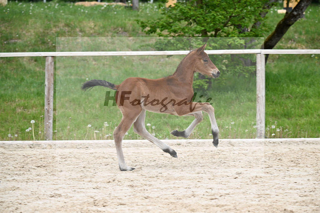 Kat-Nr. 35 HF Va Bene x Le Vivaldi_Wimmer_24260656 | hf-fotografie - Realisiert mit Pictrs.com