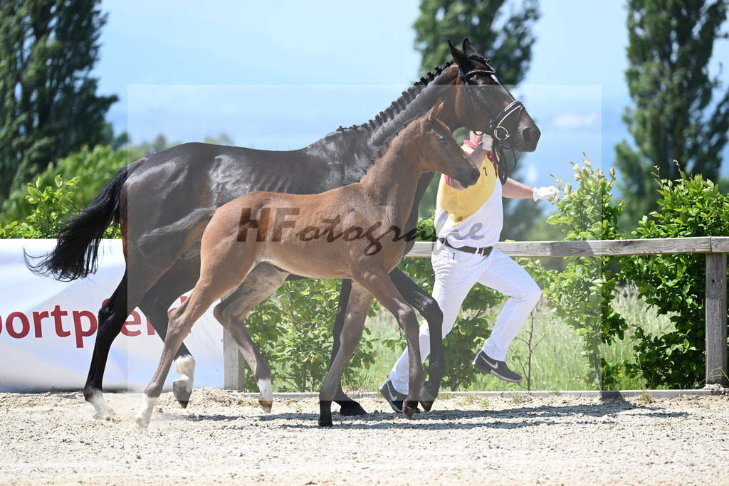 Kat-Nr. 6 SF Escolar_Knott_15230363 | hf-fotografie - Realizzato con Pictrs.com