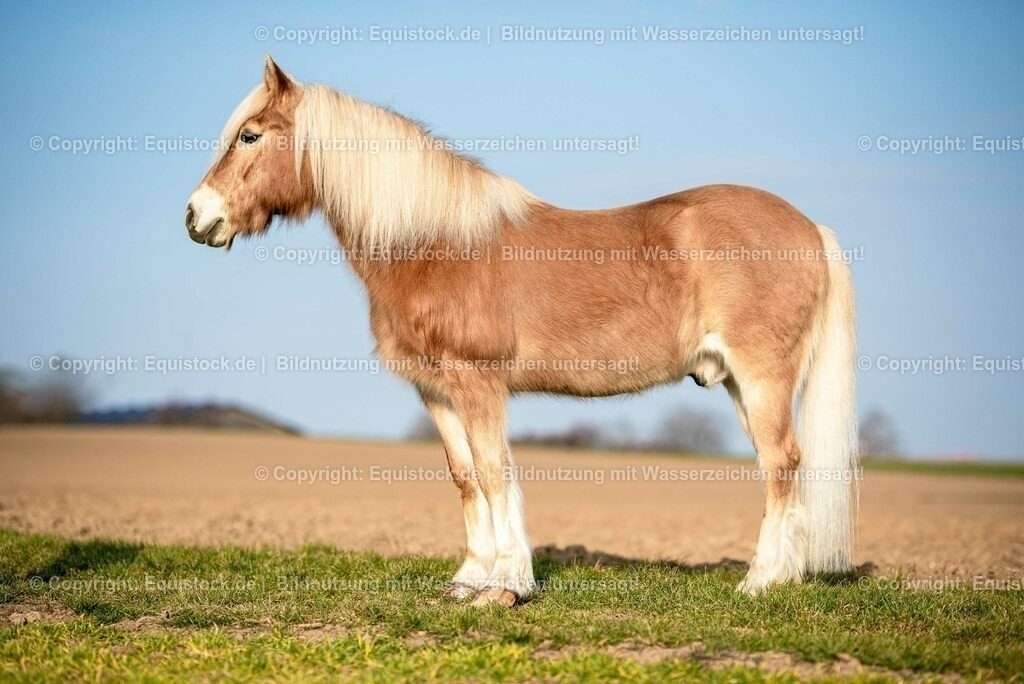 20230302_Haflinger-Cushing_0005 | equistock