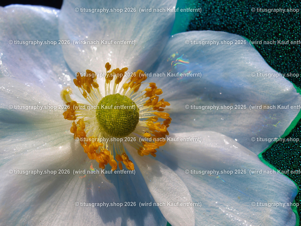 titusgraphy_P9080888-vz-ln | titusgraphy-shop: Geschenkideen mit Qualitätsfotos. titusgraphy-shop: gift ideas with quality photos. titusgraphy-shop: idées cadeaux avec photos de qualité.  - Realisiert mit Pictrs.com