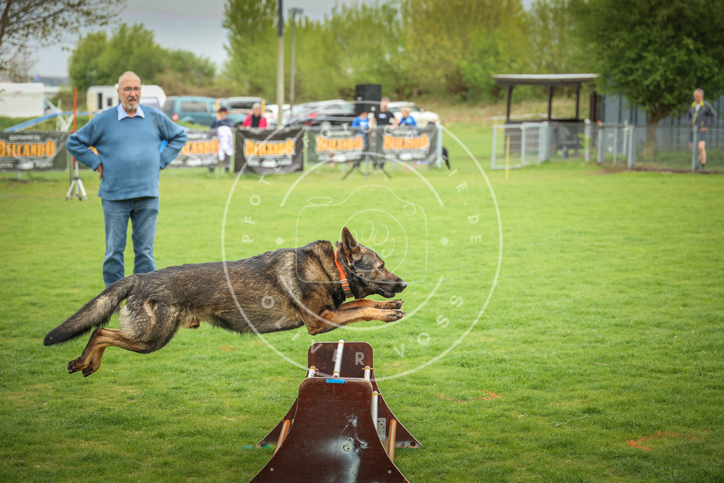 Pfotenfotografie_0L8A9707 | Hundefotografie, Tierfotograf, Pfotenfotografie, Fotoshooting Hund, Hunde Portrait, Hundesport, Hundeportraits, Heideshooting, Hunde, Sportfotograf, Hundefotograf, Turnierhundsport, THS,  - Realisiert mit Pictrs.com
