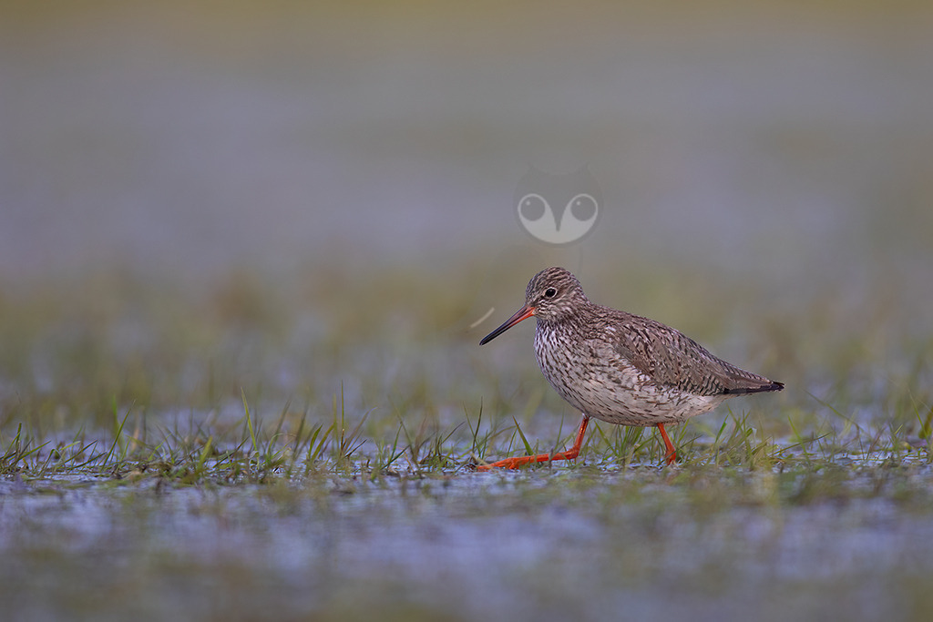 20220412070807 | Der Rotschenkel (Tringa totanus) ist eine Vogelart aus der Familie der Schnepfenvögel (Scolopacidae). Er ist ein Brutvogel über weite Bereiche Eurasiens. Zu seinem Lebensraum gehören die mediterrane bis boreale Zone, und er kommt in Asien auch in Steppen- und Wüstengebieten vor. In Mitteleuropa sind Schwerpunkte seiner Verbreitung die Küsten und das küstennahe Tiefland. - Realisiert mit Pictrs.com