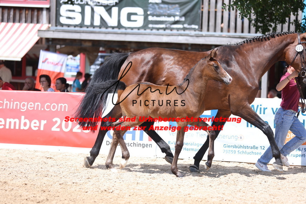 Fohlenschau_Schwäbisch_Hall_springbetonte_Fohlen_KN 32_8 | lmwpictures - Realisiert mit Pictrs.com