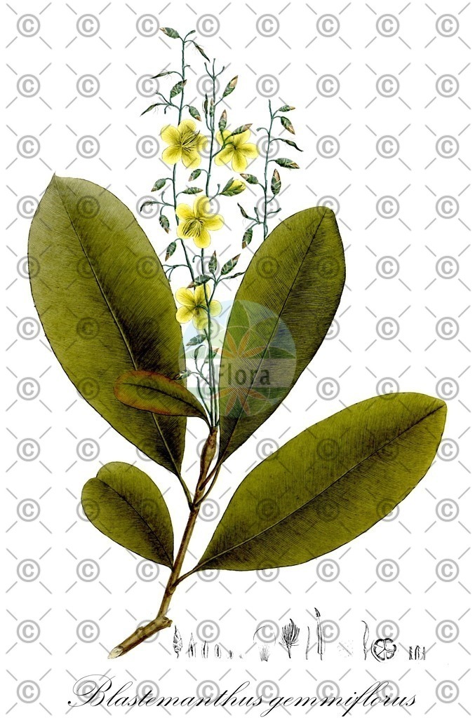 HistAbb_62G4X_1_ENZY_Simple | Historische Abbildung von Blastemanthus gemmiflorus - Ochnaceae | Historical Illustration of Blastemanthus gemmiflorus - Ochnaceae