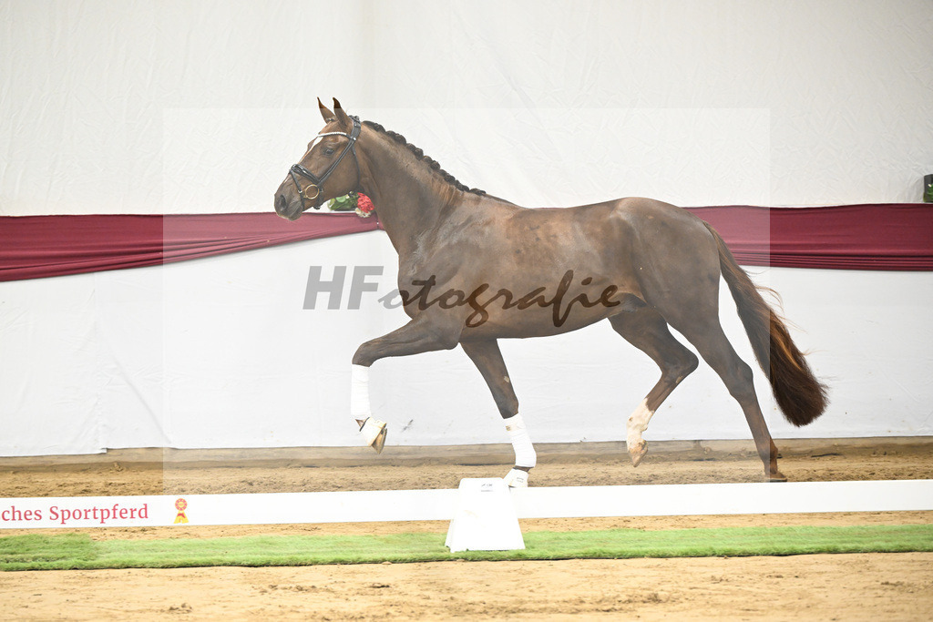 Kat-Nr. 15 Vitalis x Rock Forever I_Christoph Kuehnle_47250373 | hf-fotografie - Realisiert mit Pictrs.com