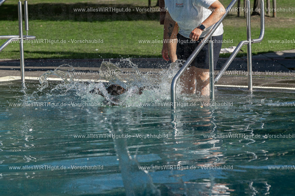 Hundeschwimmen_Volksbad_2026-allesWIRTHgut_Tierfotografie-2609061608-FAY07377 | Professionelle Tierfotografie in Mönchengladbach von Daniel Wirth (allesWIRTHgut). Liebevolle & natürliche Bilder von Hunden & Katzen für unvergessliche Erinnerungen.