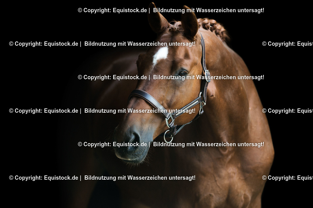 TS_20170624_Portrait_Fuchs_schwarzer_Hintergrund_0002 | Foto: Thomas Hartig