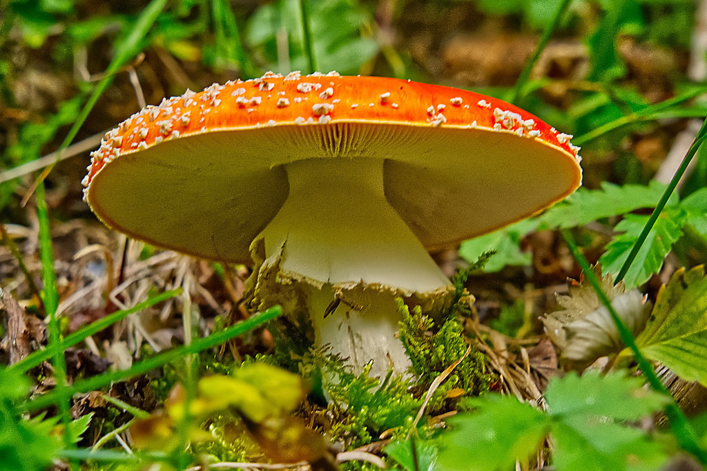 Fliegenpilz | In diesem Shop werden vorwiegend künstlerisch hochstehende Aufnahmen aus dem Bereich der Naturfotografie zum Verkauf angeboten. - In this store mainly artistic high quality shots from the field of nature photography are offered for sale. - Realisiert mit Pictrs.com