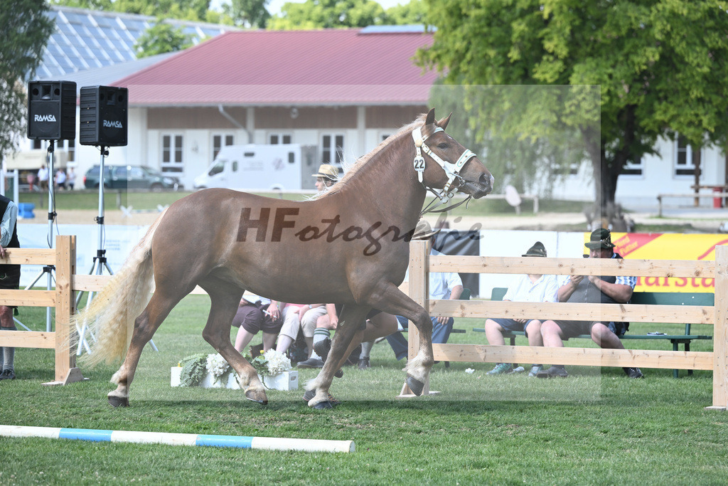 Kat-Nr. 22 Pinacolada_Scholz_20230337 | hf-fotografie - Realisiert mit Pictrs.com