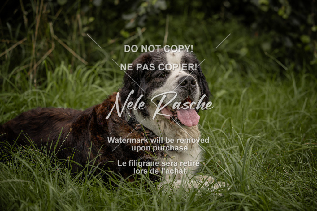 nelerasche_DoN_65 | nelerasche