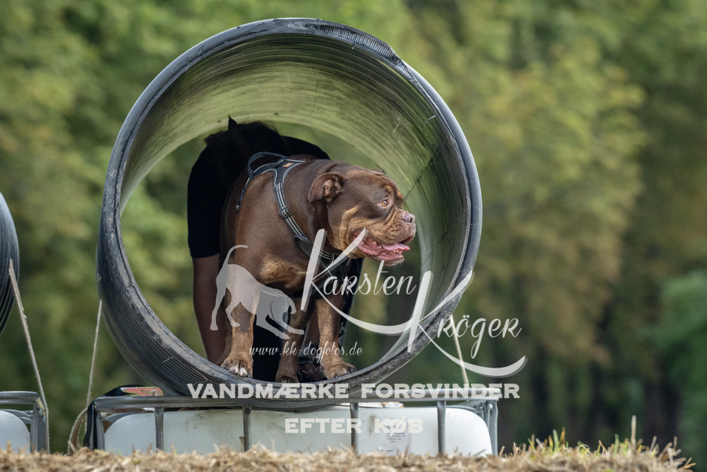 1041_ZZ92857 | kk-dogfotos