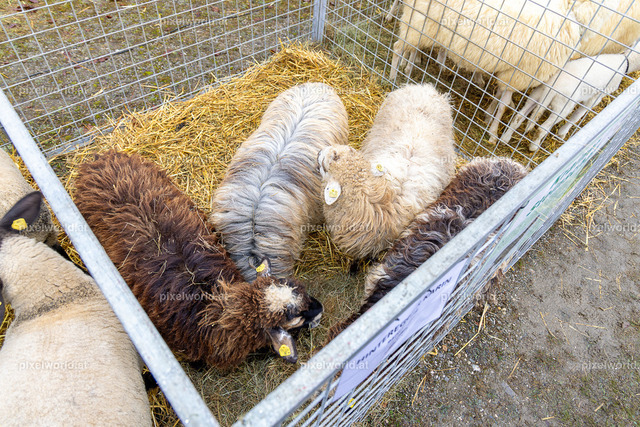 SchaZie-Tag Feldkirchen | Bildershop von pixelworld.at - Realisiert mit Pictrs.com