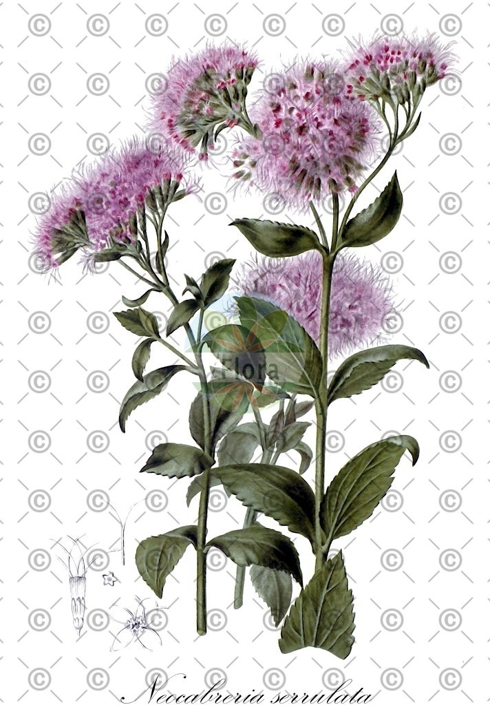 HistAbb_wfo-0000817026_1_ENZY_Simple | Historische Abbildung von Neocabreria serrulata - Asteraceae | Historical Illustration of Neocabreria serrulata - Asteraceae
