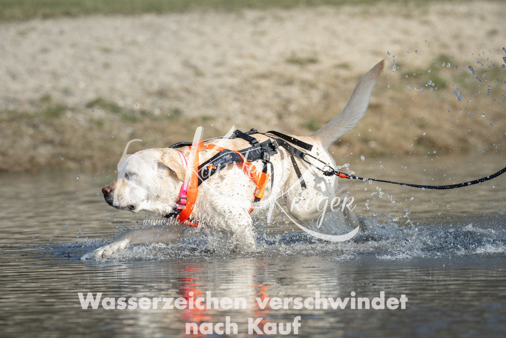1400_ZZ99405 | kk-dogfotos