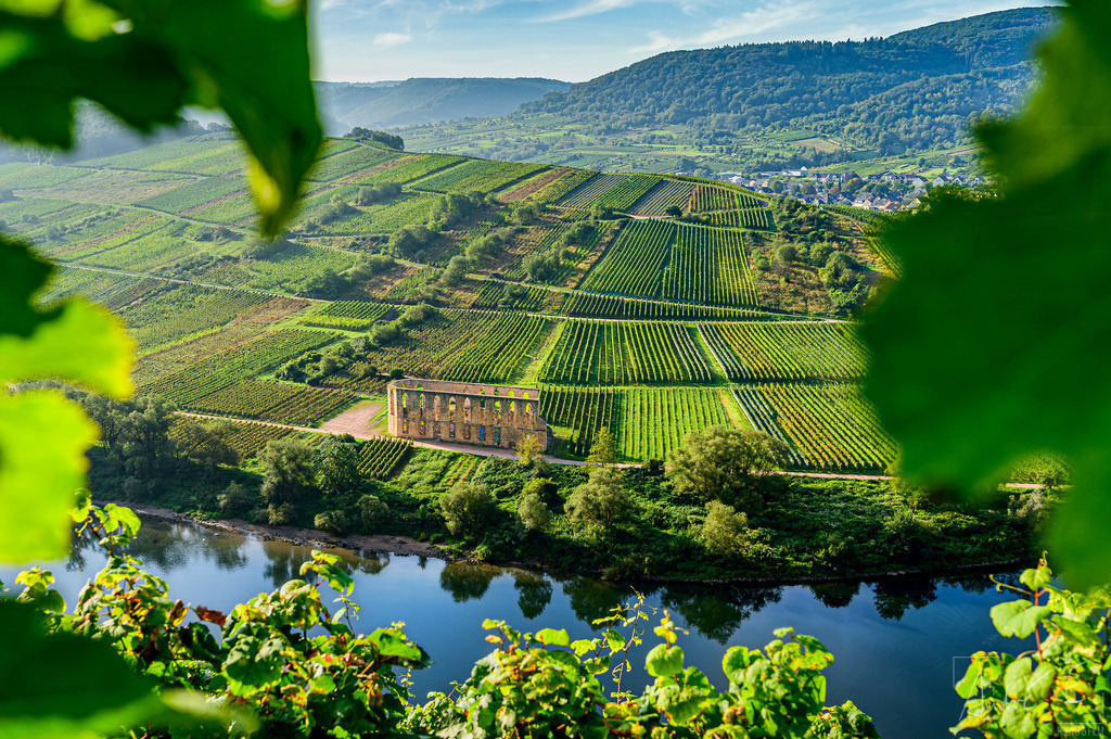 Die Klosterruine Stuben durch Weinreben | Online Foto-Shop von André Engelhardt, Filmemacher und Fotograf. Fine Art Prints, Kunstdrucke, Fotogeschenke, Souvenirs von Mosel, Rhein und mehr. 
