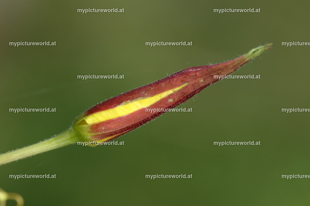 Gemeine Nachtkerze-003 | Das Bilderarchiv über Tiere, Planzen und Landschaften. In der Bilddatenbank finden Sie ein große Auswahl an hochwertigen Bilder für Ihre Werbung - Realisiert mit Pictrs.com