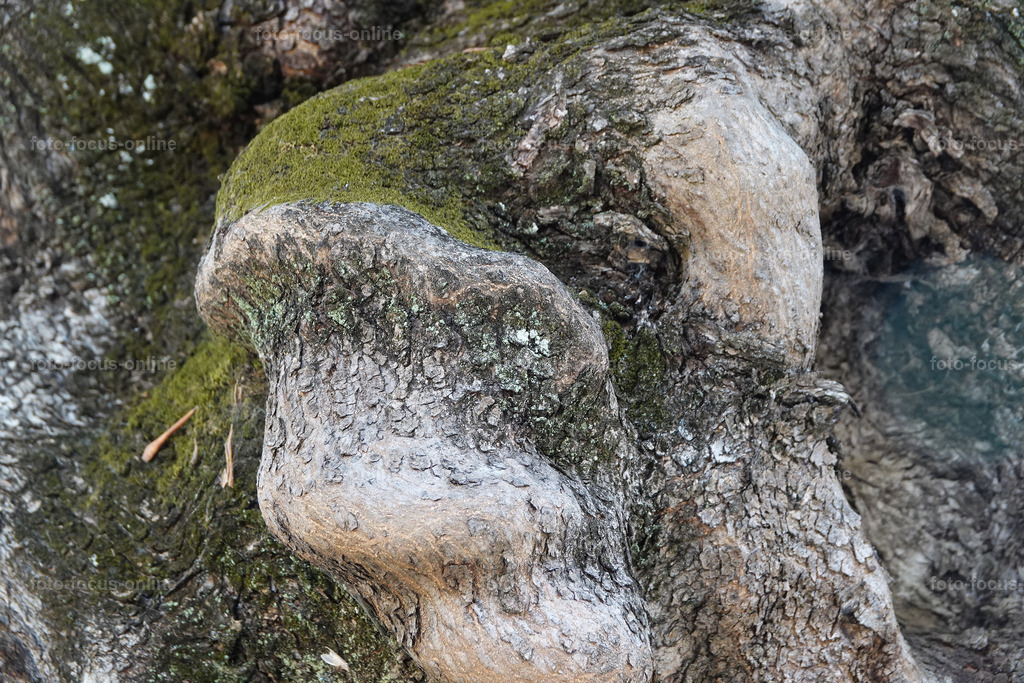Stories of the Ancient Olive Trees | Ancient Olive Trees