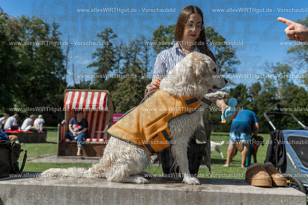 Hundeschwimmen_Volksbad_2026-allesWIRTHgut_Tierfotografie-2609061341-7R500888 | Professionelle Tierfotografie in Mönchengladbach von Daniel Wirth (allesWIRTHgut). Liebevolle & natürliche Bilder von Hunden & Katzen für unvergessliche Erinnerungen.