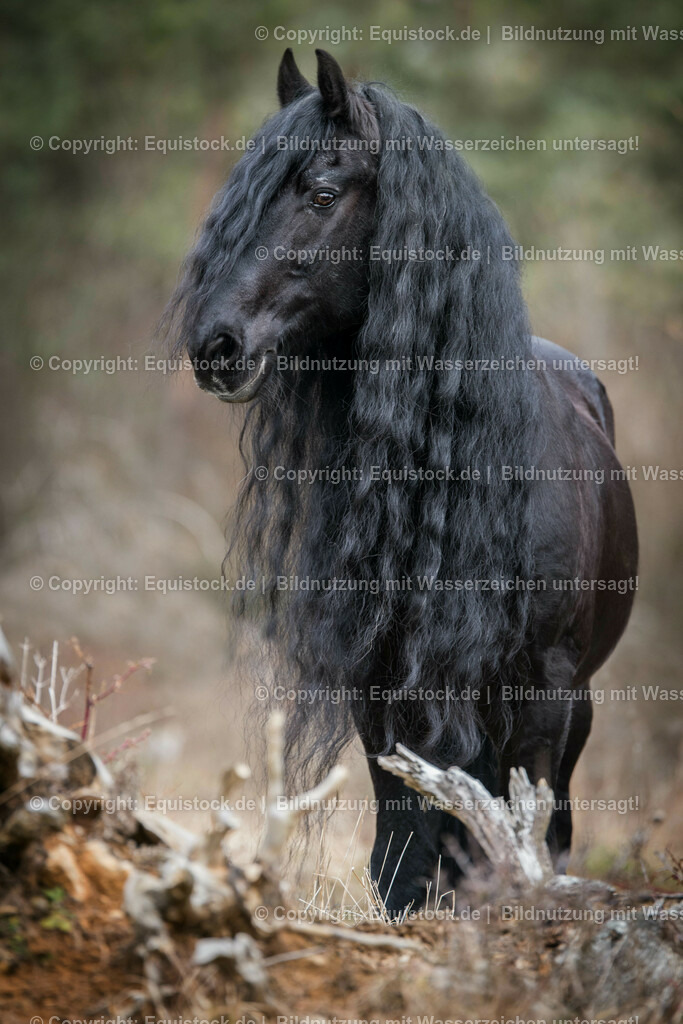 20160312_Friesenhengst_0003 | equistock