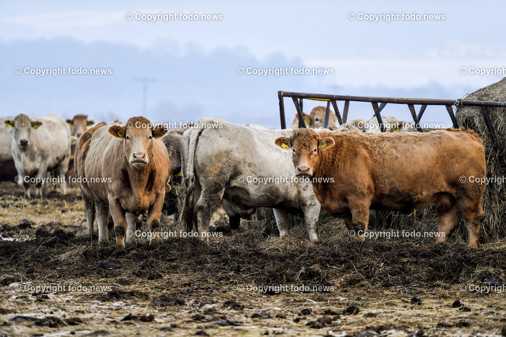 Hrabusice_ Podlesok_ SVK_ 31.12.2021-19 | 31.12.2021, Hrabusice, Podlesok, SVK, Rinder, Kuehe, im Bild Charolais Rinderherde auf einen Bauernhof in der Slowakei, Kuehe, Kühe, Rinder, Rinderrasse, Vieh, Fleischproduktion, Weide, Heu, Bauernhof// Charolais cattle herd on a farm in Slovakia, cows, cows, cattle, cattle breed, meat production, pasture, hay, farm, ranch