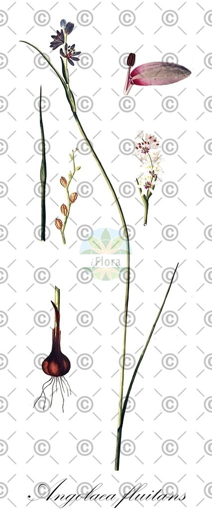HistAbb_wfo-0000536542_329_ENZY_Simple | Historische Abbildung von Angolaea fluitans - Podostemaceae | Historical Illustration of Angolaea fluitans - Podostemaceae