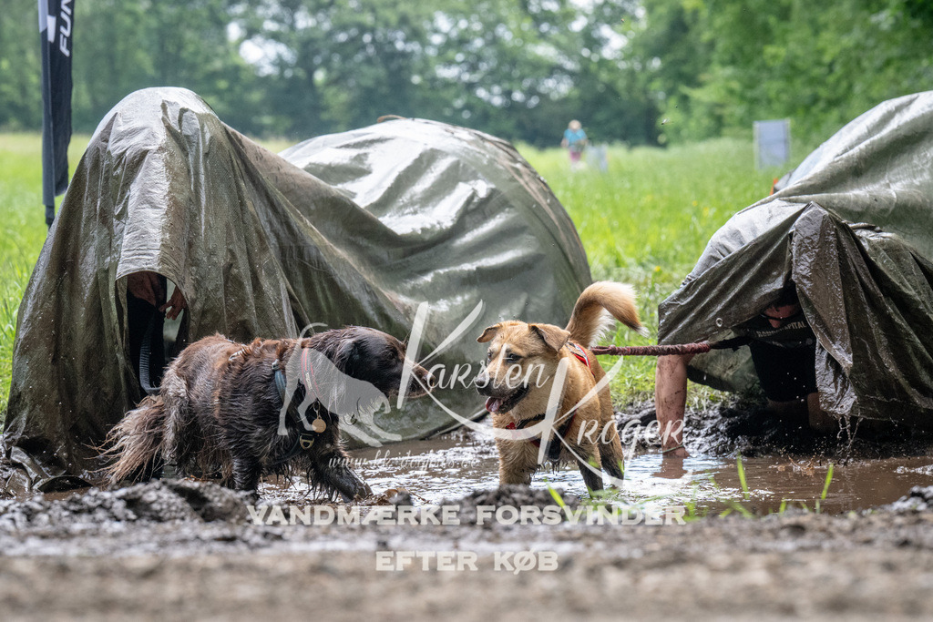 1109_ZZ91578 | kk-dogfotos