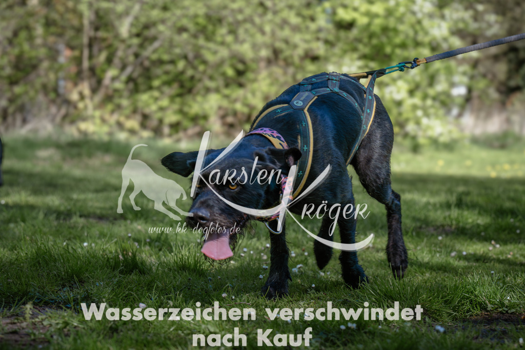 1030_ZZ95465 | kk-dogfotos