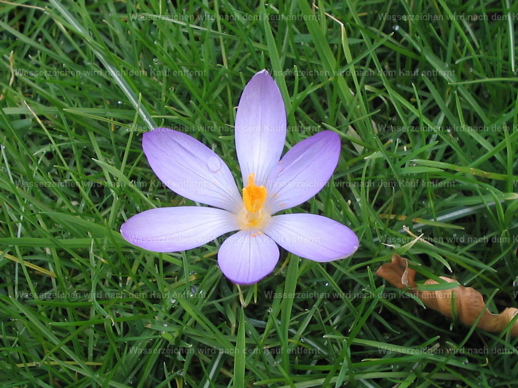 Blume  im Gras | Eine schöne Blume öffnet sich auf einer Wiese - Realisiert mit Pictrs.com