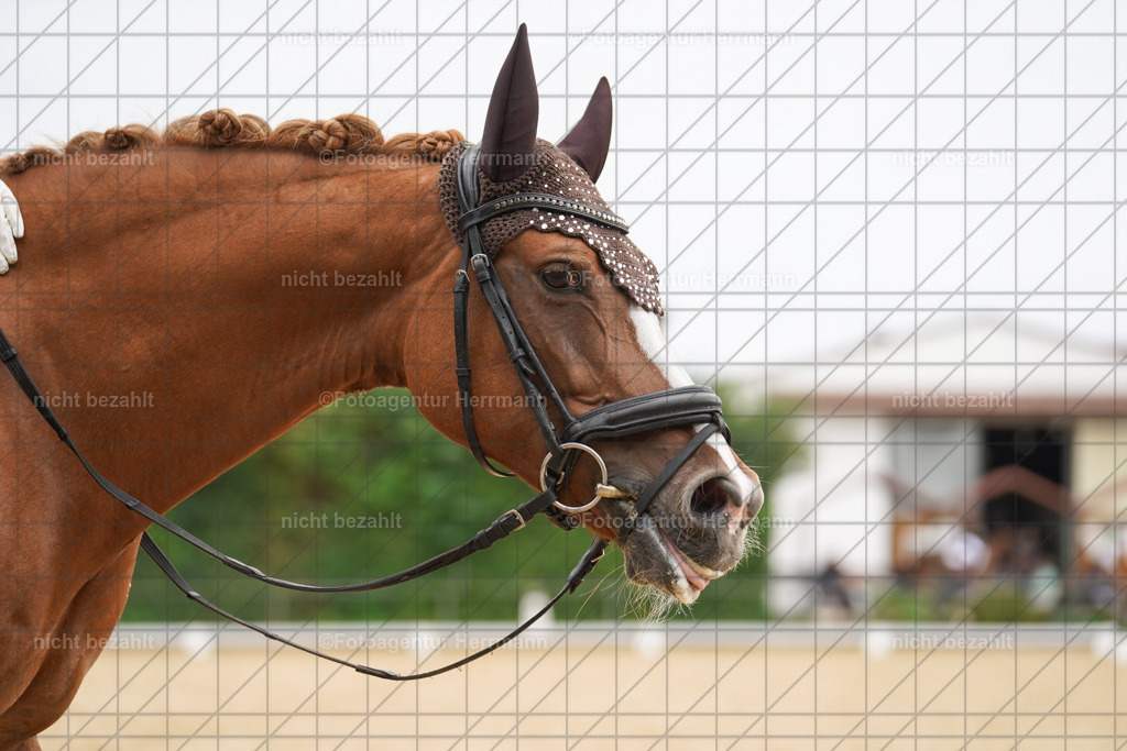 20240825-FAH09991 | Turnierbilder, Reitsportfotos, LAPO, Landesponyturnier, Turnierfotografen Bayern