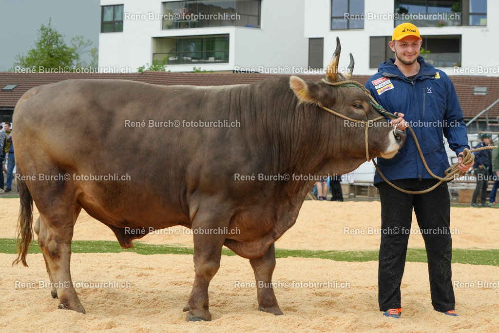 Van Messel Noe mit Muni | René Burch leidenschaftlicher Fotograf aus Kerns in Obwalden.  Hier finden sie Sport, Landschaft und Natur Fotografie.
 - Realisiert mit Pictrs.com