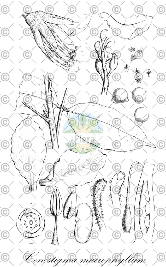 HistAbb_EMP_134468_SRC_Schlechtendal_FLORAD_SIMPLE | Historische Abbildung von Cenostigma macrophyllum - Fabaceae | Historical Illustration of Cenostigma macrophyllum - Fabaceae