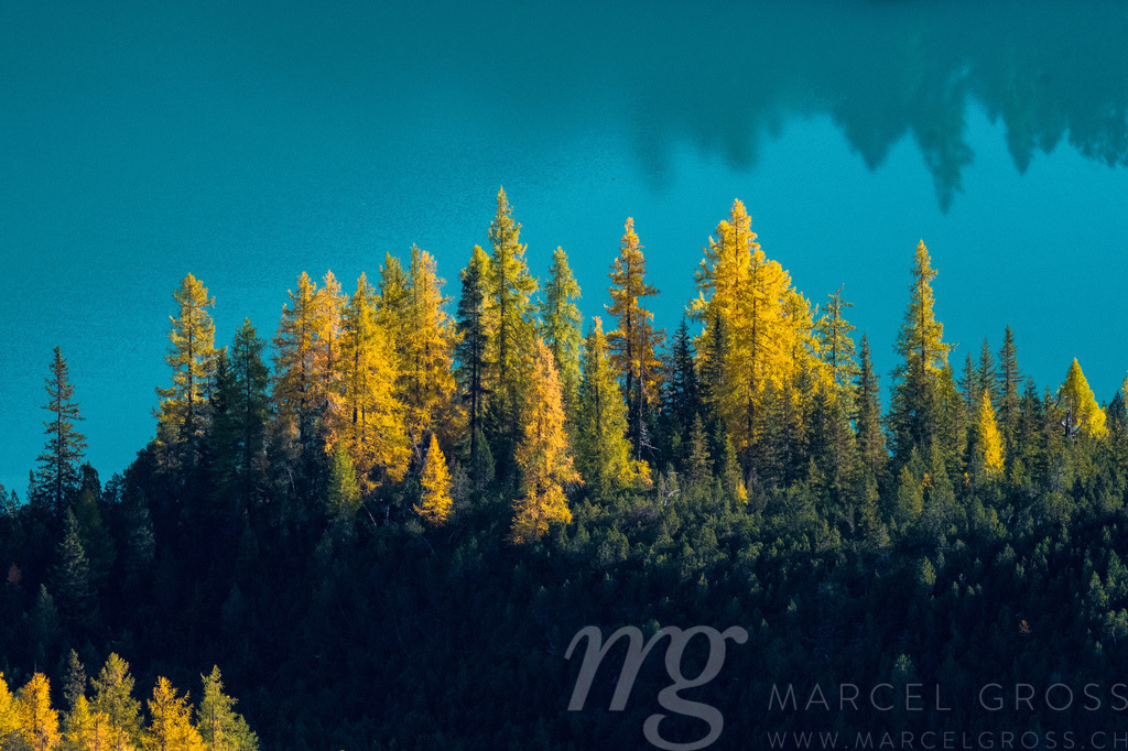 yellow and turquoise | color contrast of fall with larches and a turquoise colored alpine lake - Realisiert mit Pictrs.com