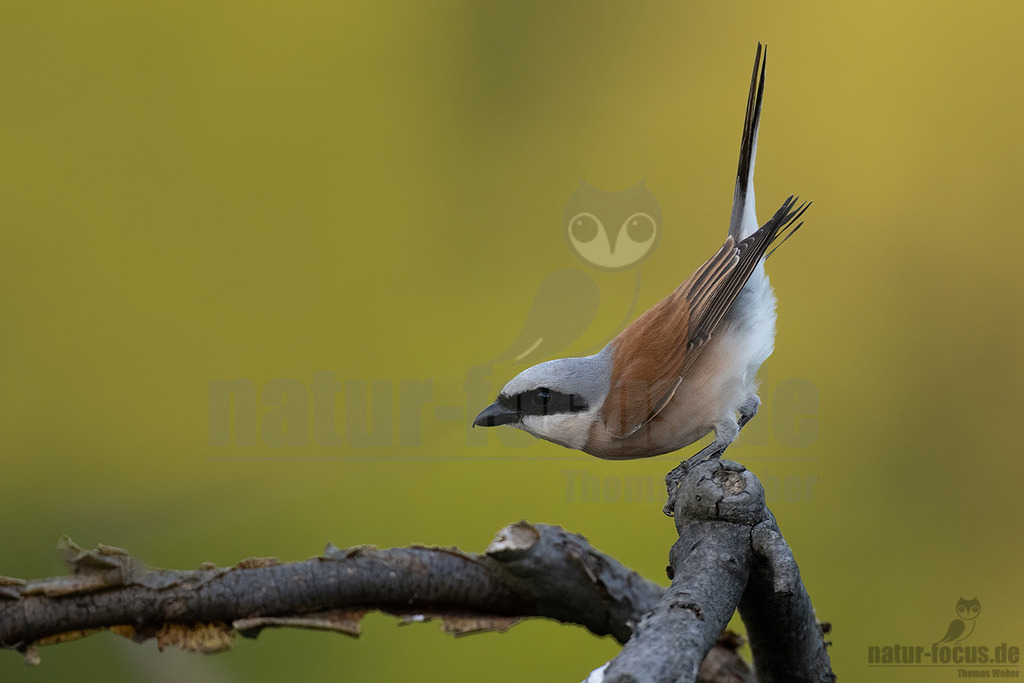 R5NF2001-20230602 | Der Neuntöter oder Rotrückenwürger ist eine Vogelart aus der Familie der Würger und in Mitteleuropa die häufigste Würgerart. Er ist vor allem durch sein Verhalten bekannt, Beutetiere auf Dornen aufzuspießen.  - Realisiert mit Pictrs.com