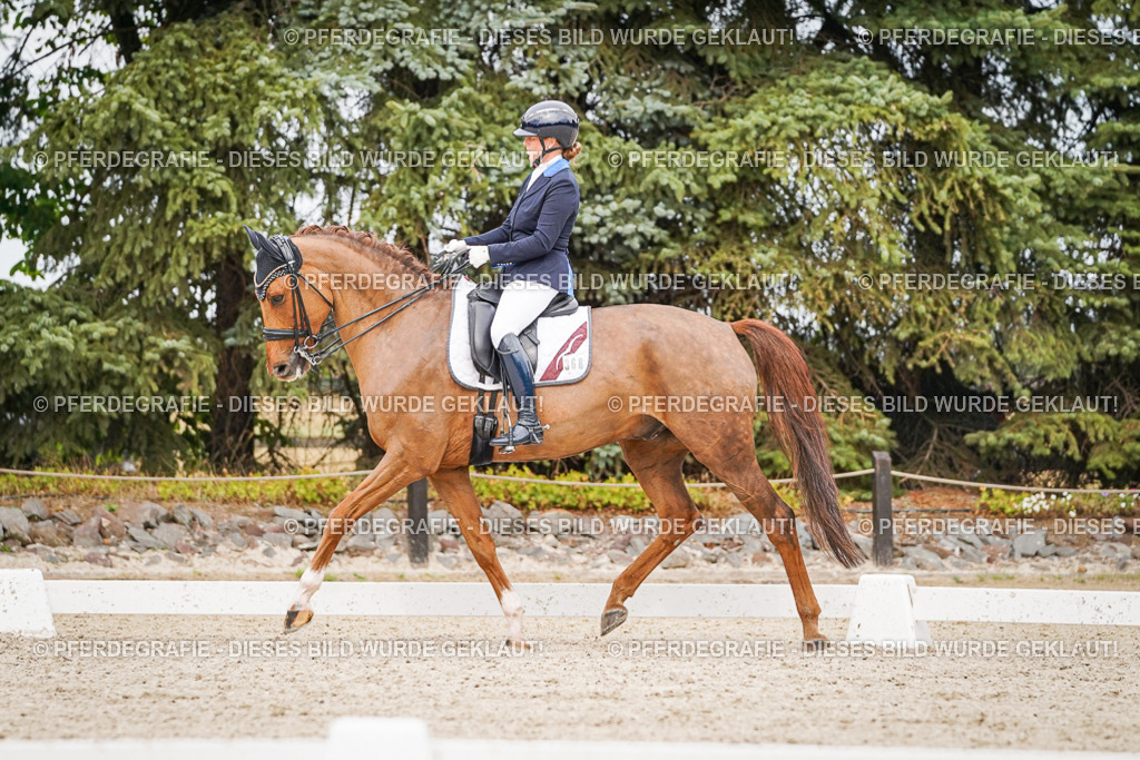 DSC07428 | Pferdegrafie