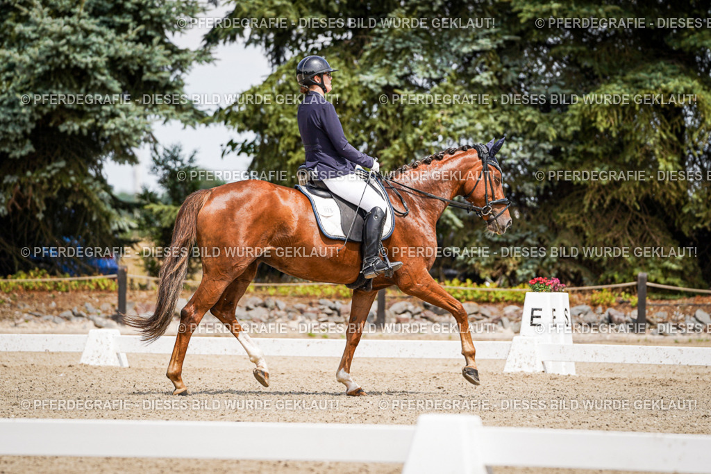 DSC02108 | Pferdegrafie