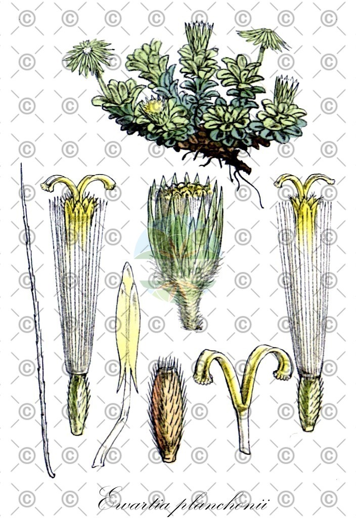 HistAbb_wfo-0000965832_1_ENZY_Simple | Historische Abbildung von Ewartia planchonii - Asteraceae | Historical Illustration of Ewartia planchonii - Asteraceae