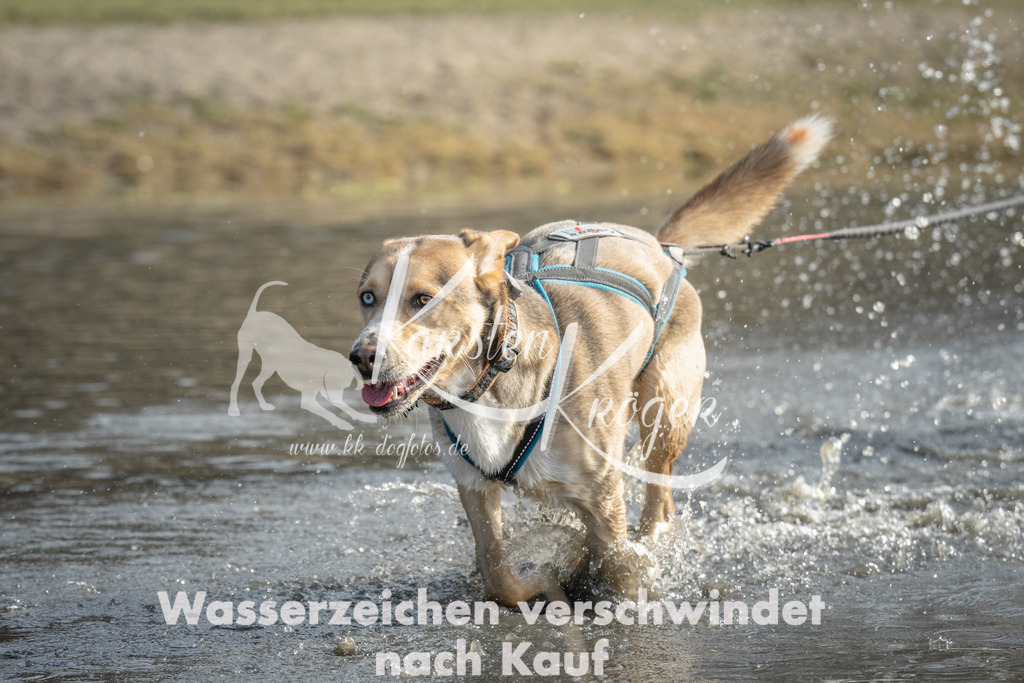 1044_ZZ99518 | kk-dogfotos