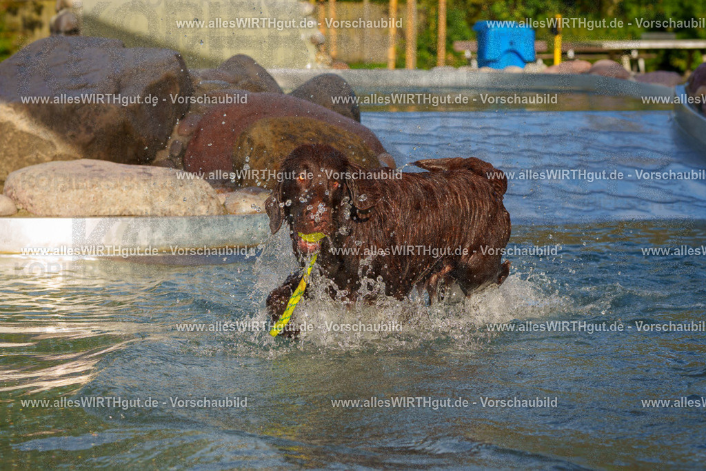 Hundeschwimmen_Grefrath_2026-allesWIRTHgut_Tierfotografie-15_45-FAY01355 | Professionelle Tierfotografie in Mönchengladbach von Daniel Wirth (allesWIRTHgut). Liebevolle & natürliche Bilder von Hunden & Katzen für unvergessliche Erinnerungen.